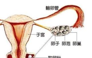 泰国千禧生殖医院的试管婴儿医生哪位技术比较好？