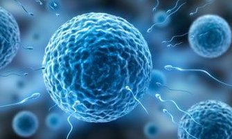 重度宫腔粘连手术后又粘连还能做试管婴儿要孩子吗？