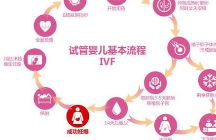 胚胎移植后能不能吃草莓？听听专家怎么说！